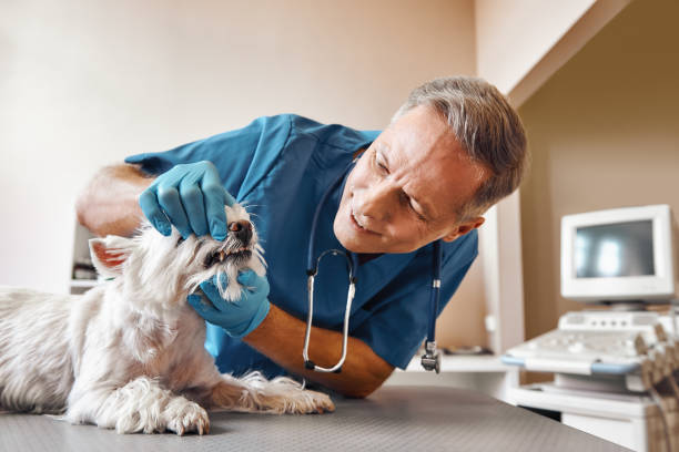 Professional Emergency Dental Service in NY